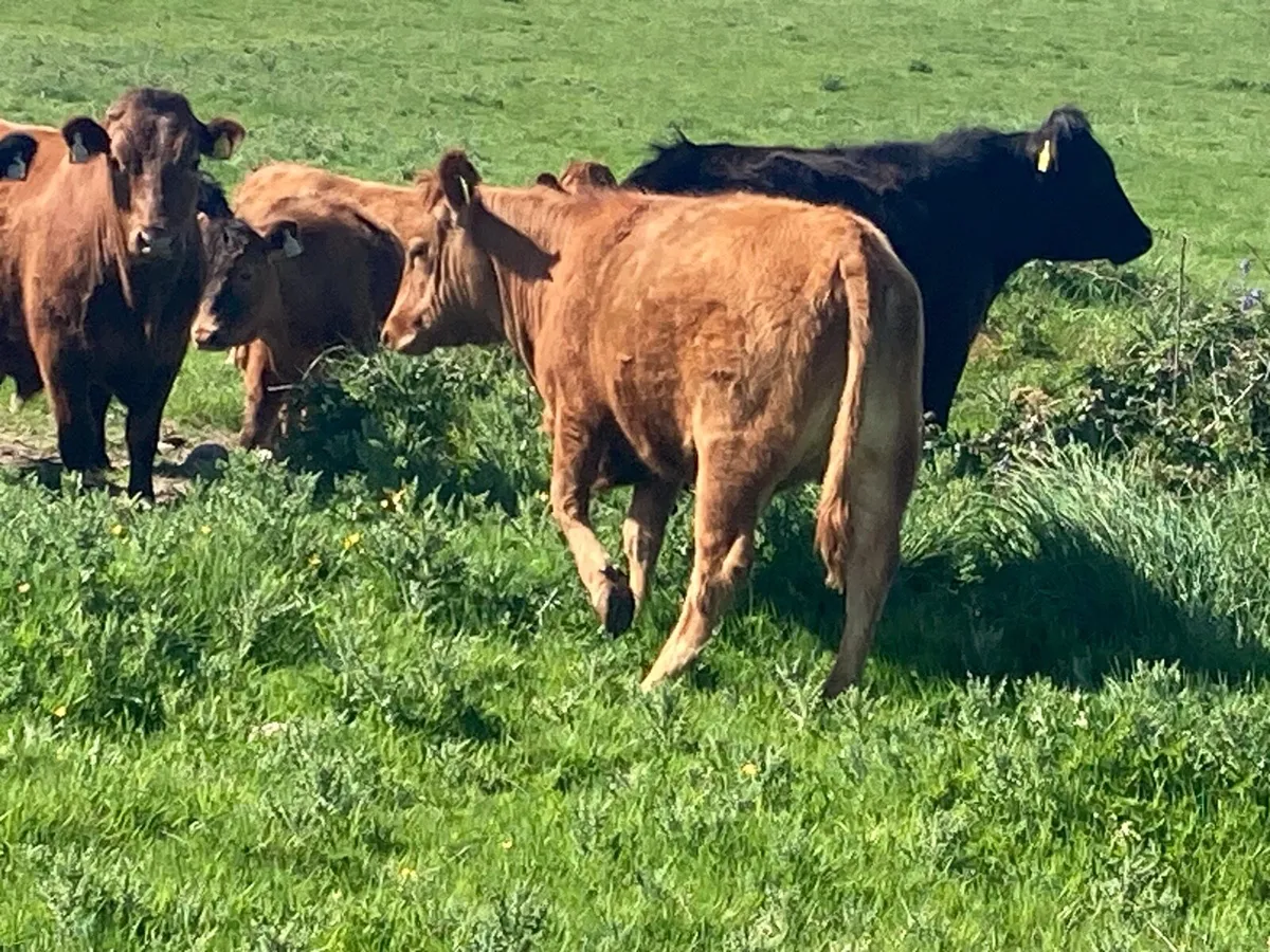 Organic Pedigree Dexter Heifers - Image 3