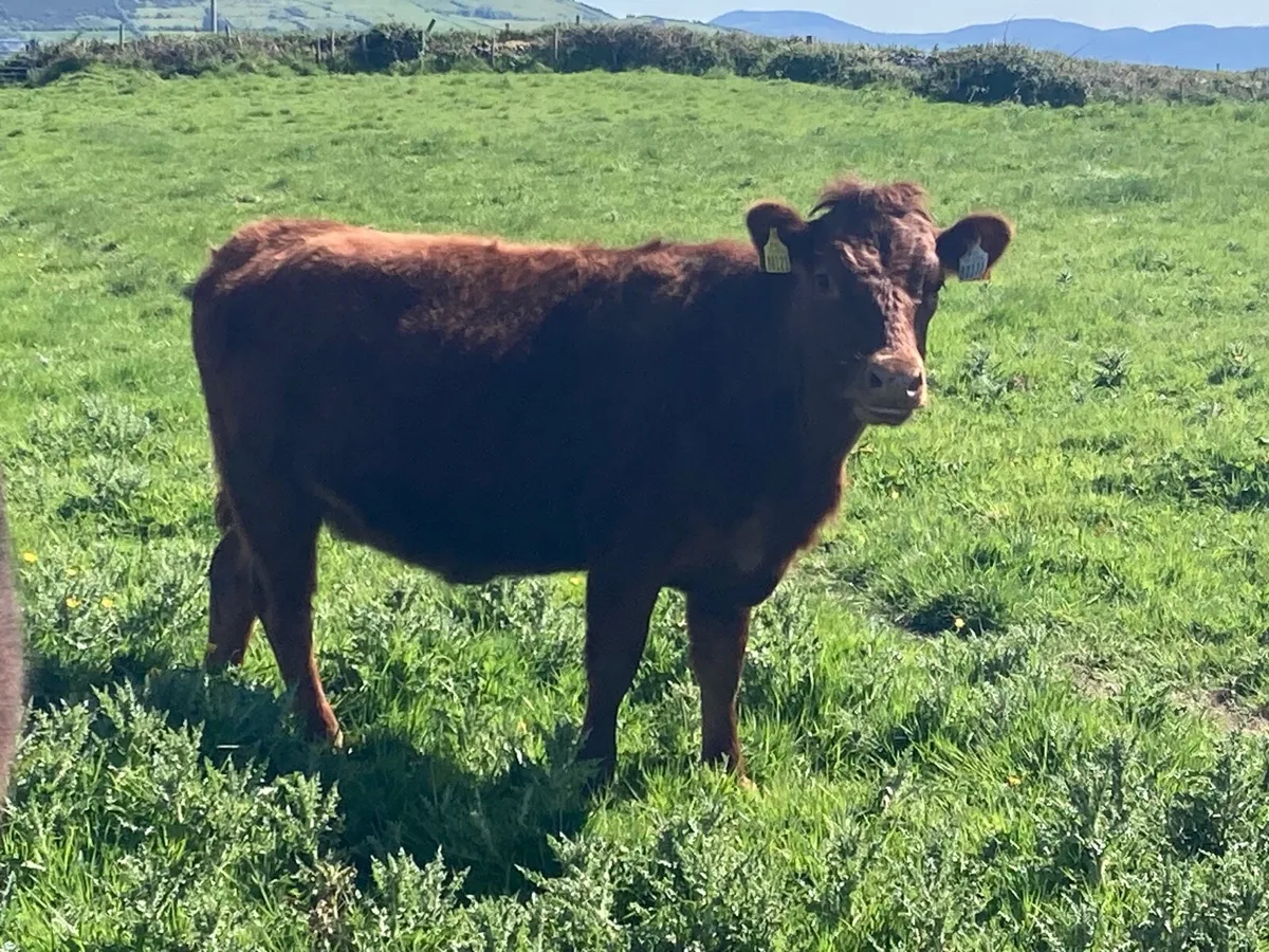 Organic Pedigree Dexter Heifers - Image 4