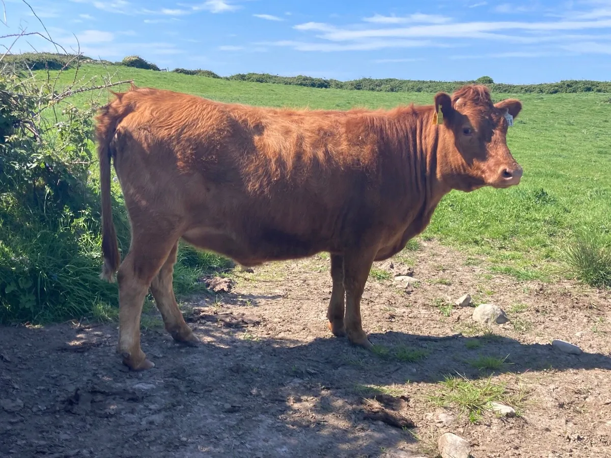 Organic Pedigree Dexter Heifers - Image 1