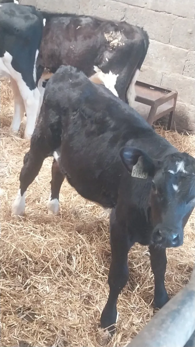 Calves reared and not reared