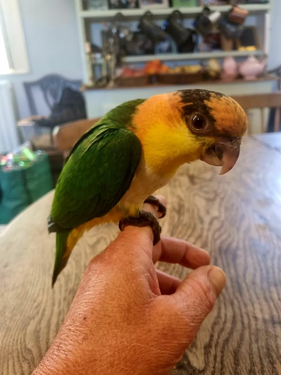 Silly Tame Baby Caique Parrots - Image 2
