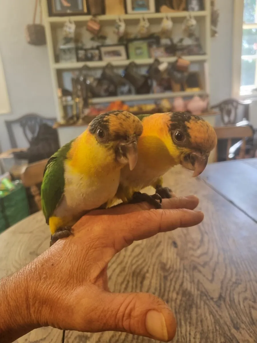 Silly Tame Baby Caique Parrots - Image 3