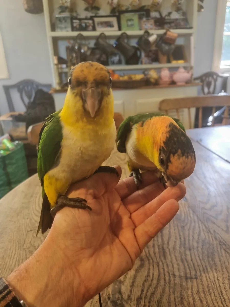 Silly Tame Baby Caique Parrots - Image 4