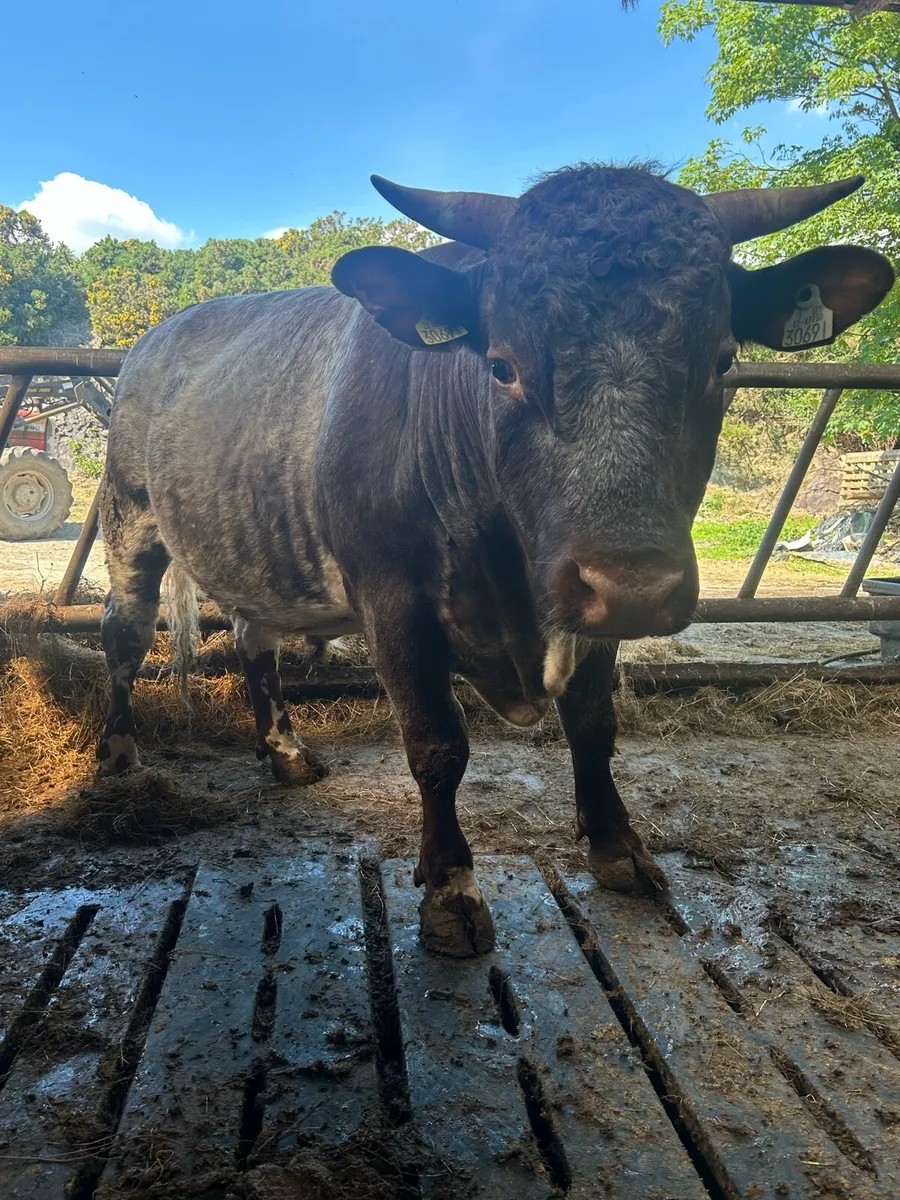 Pbr shorthorn bulls - Image 1