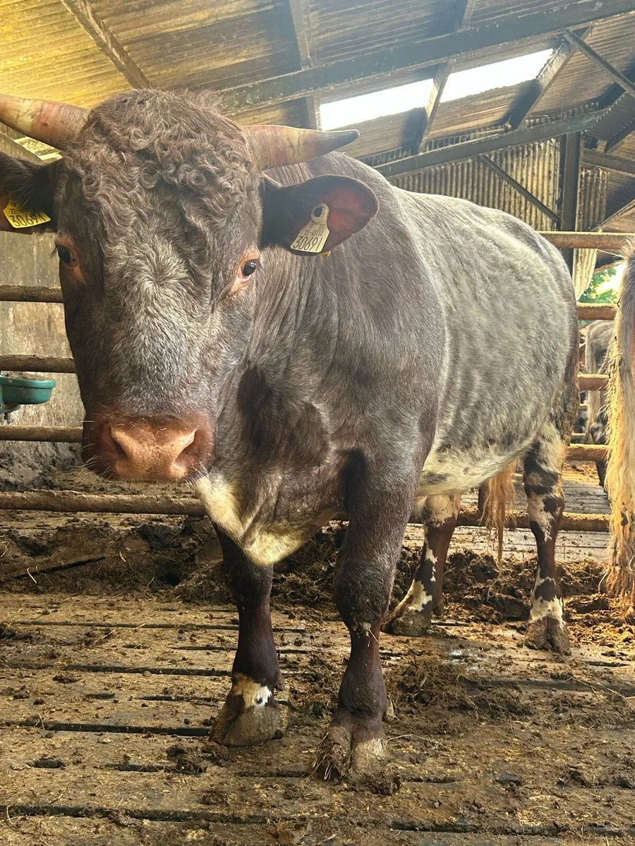 Pbr shorthorn bulls - Image 2