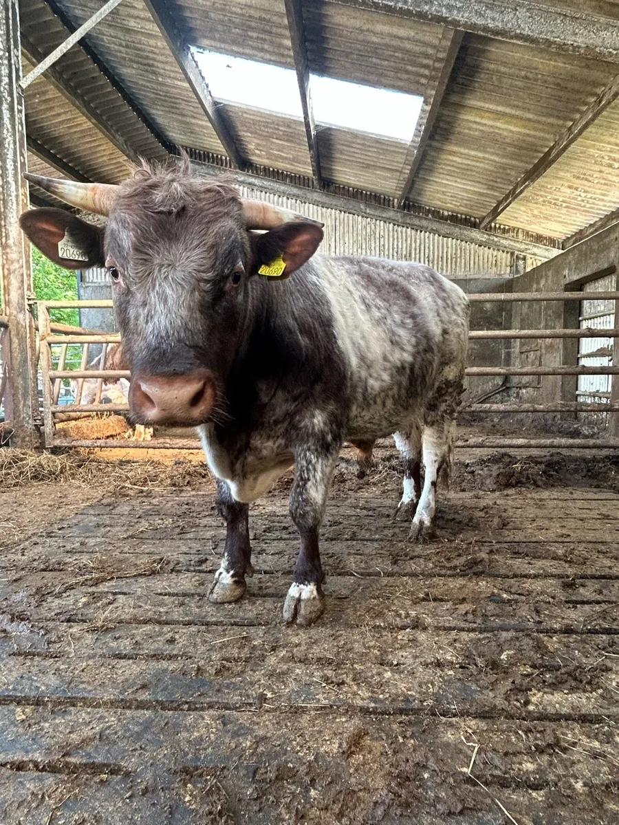 Pbr shorthorn bulls - Image 3
