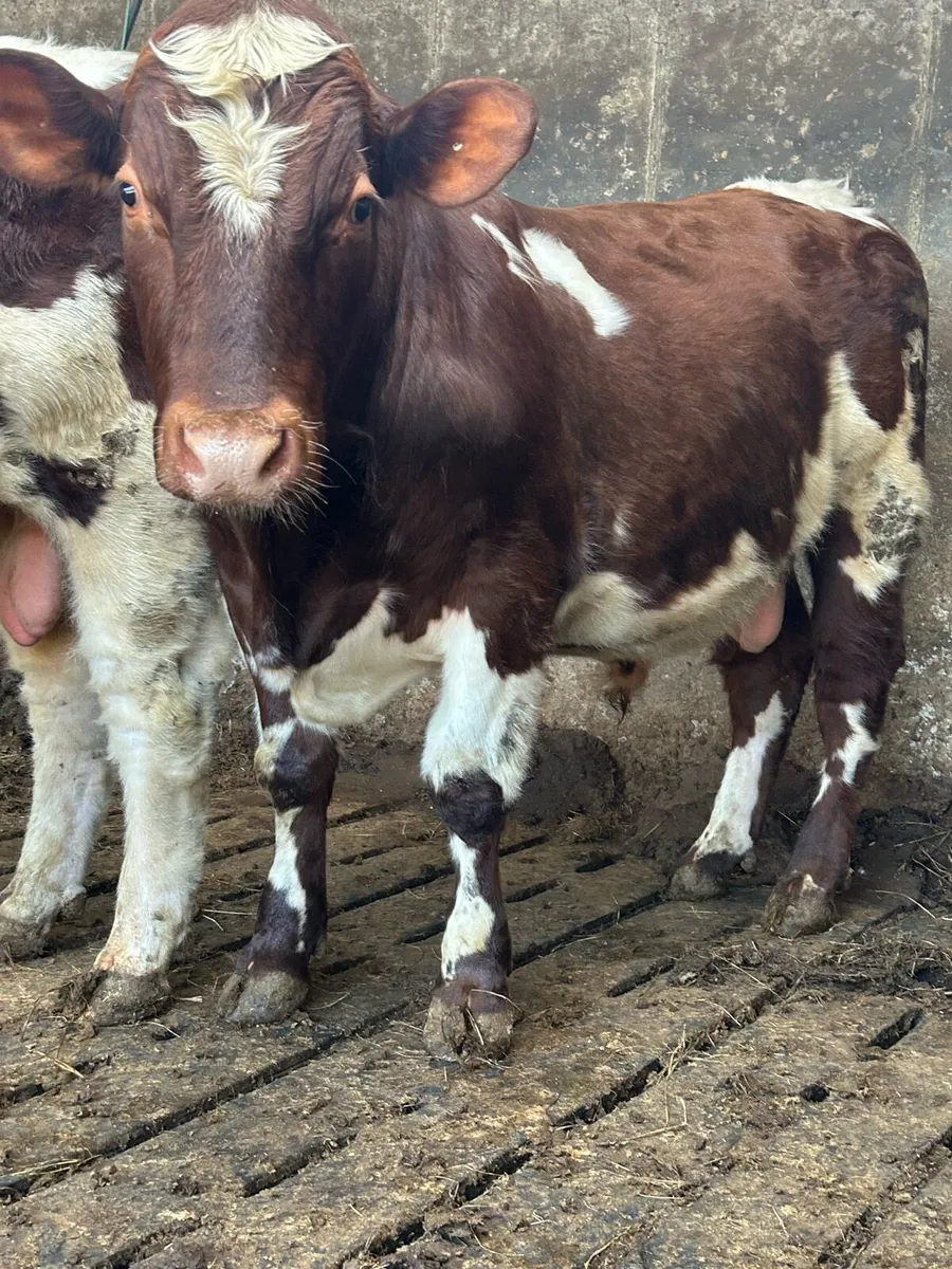 Pbr shorthorn bulls - Image 4