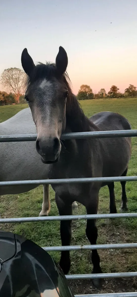 Connemara filly - Image 1