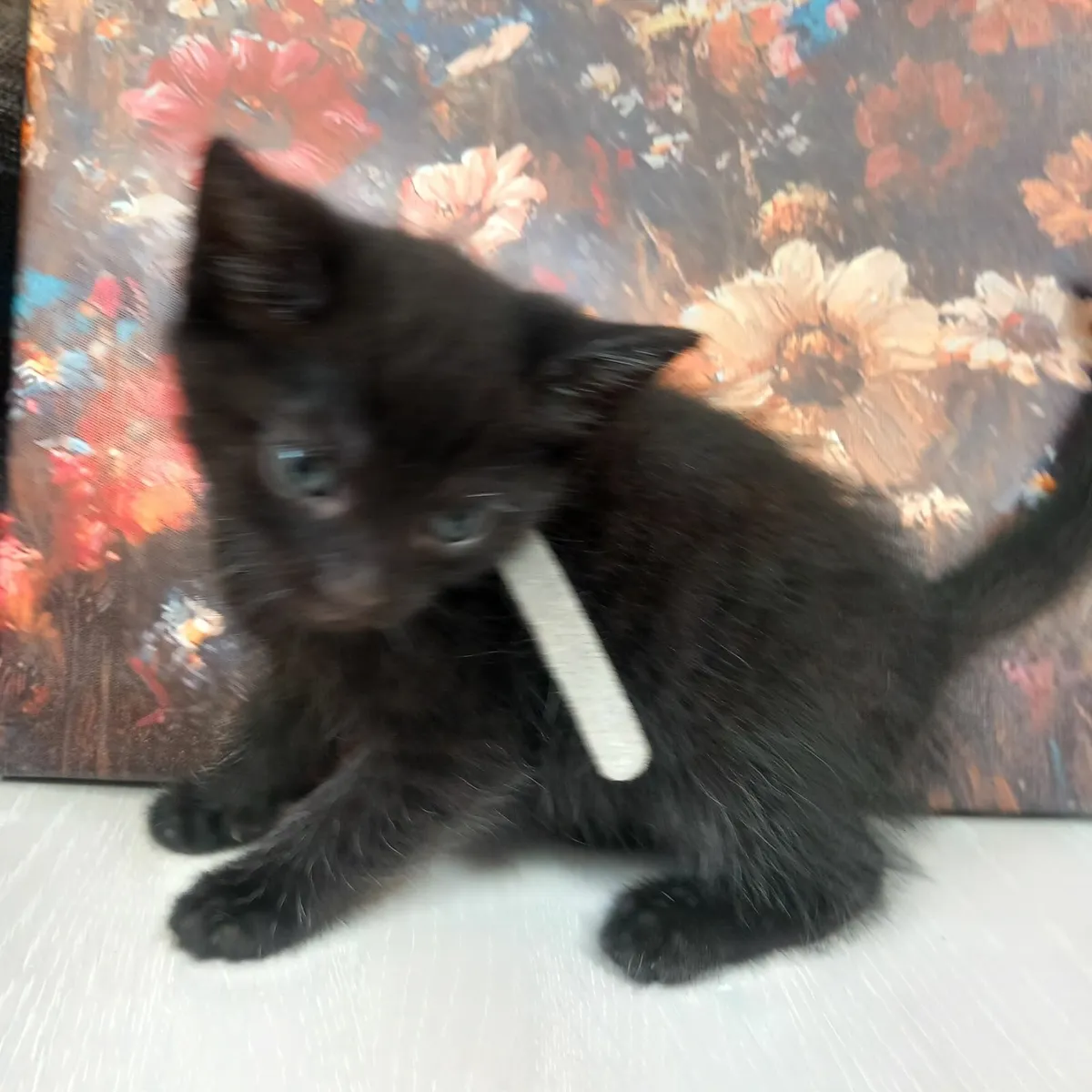 Kittens - Image 2