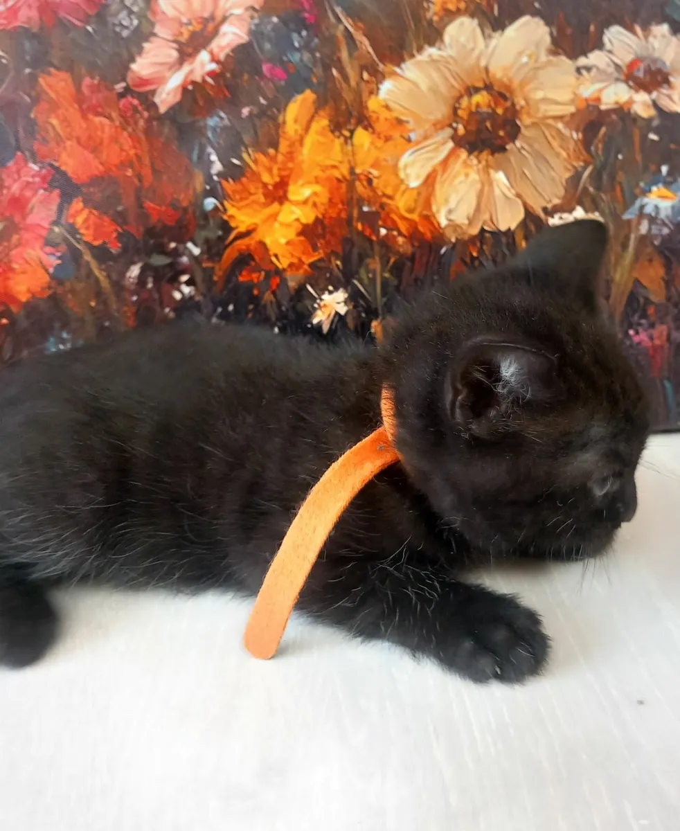 Kittens - Image 3