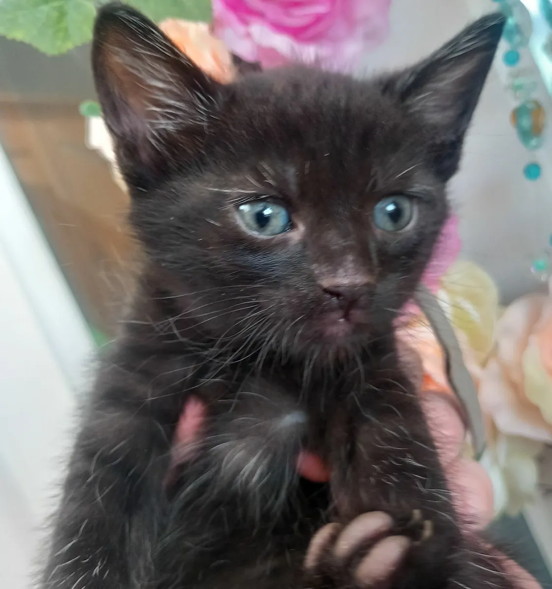 Kittens - Image 4