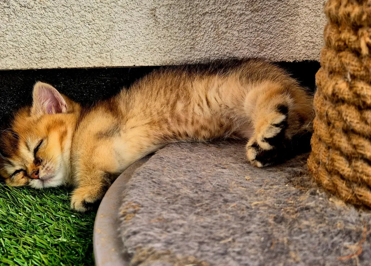 Munchkin kittens - Image 2