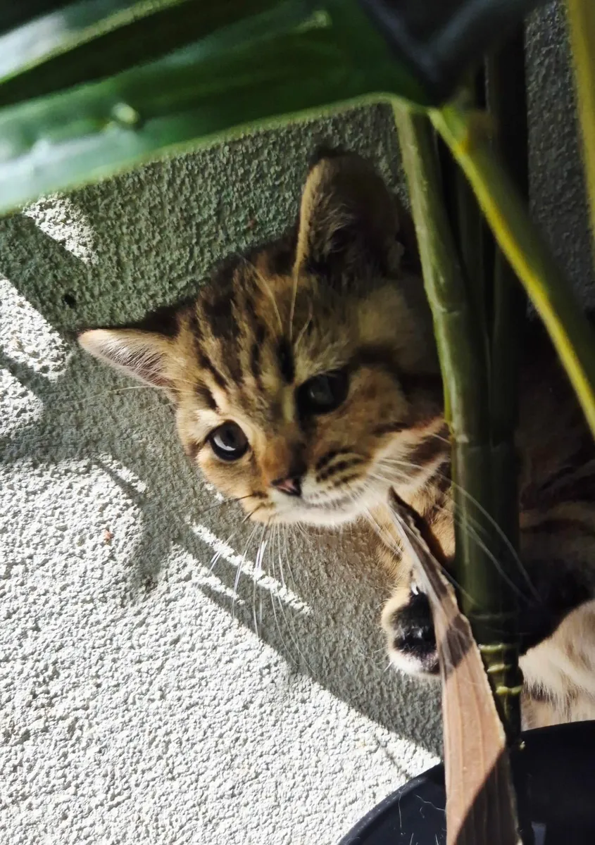 Munchkin kittens - Image 3
