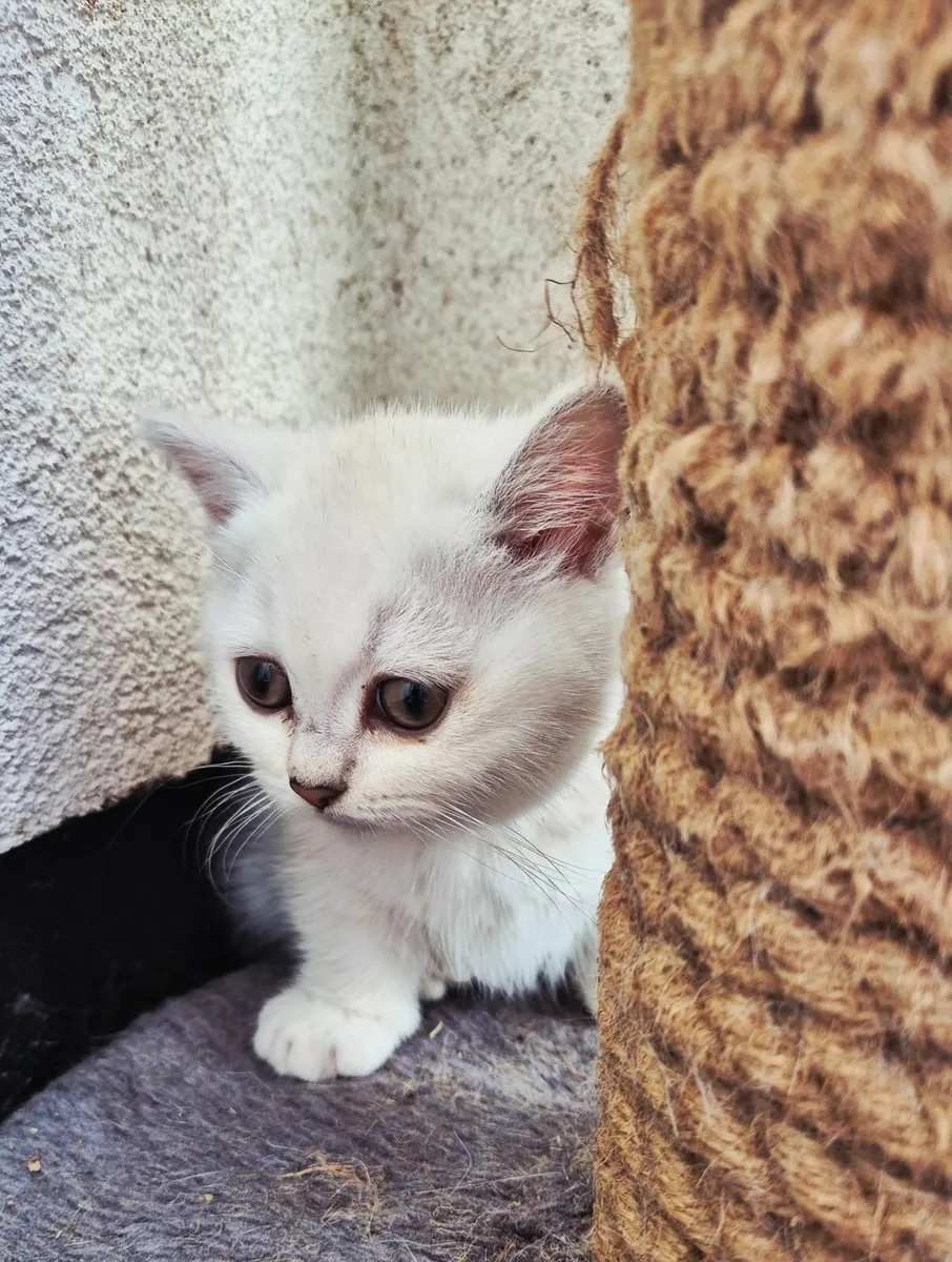 Munchkin kittens - Image 4
