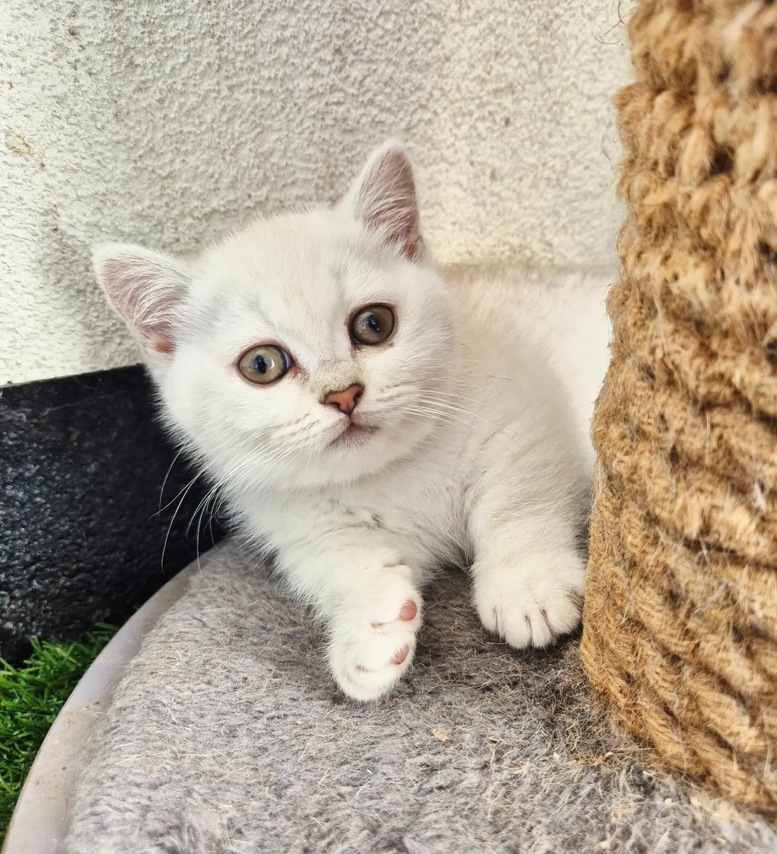 Munchkin kittens with short legs - Image 1