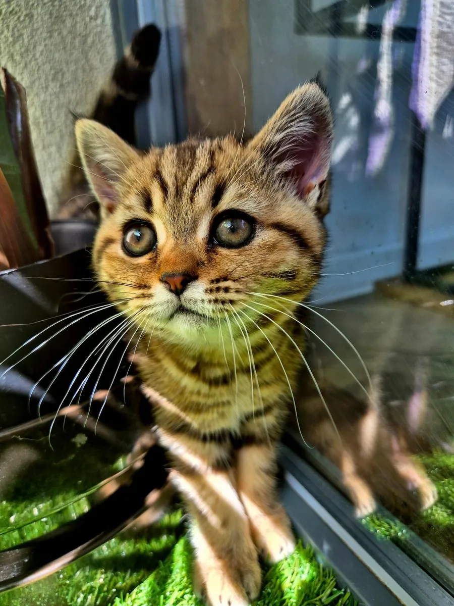Munchkin kittens - Image 1