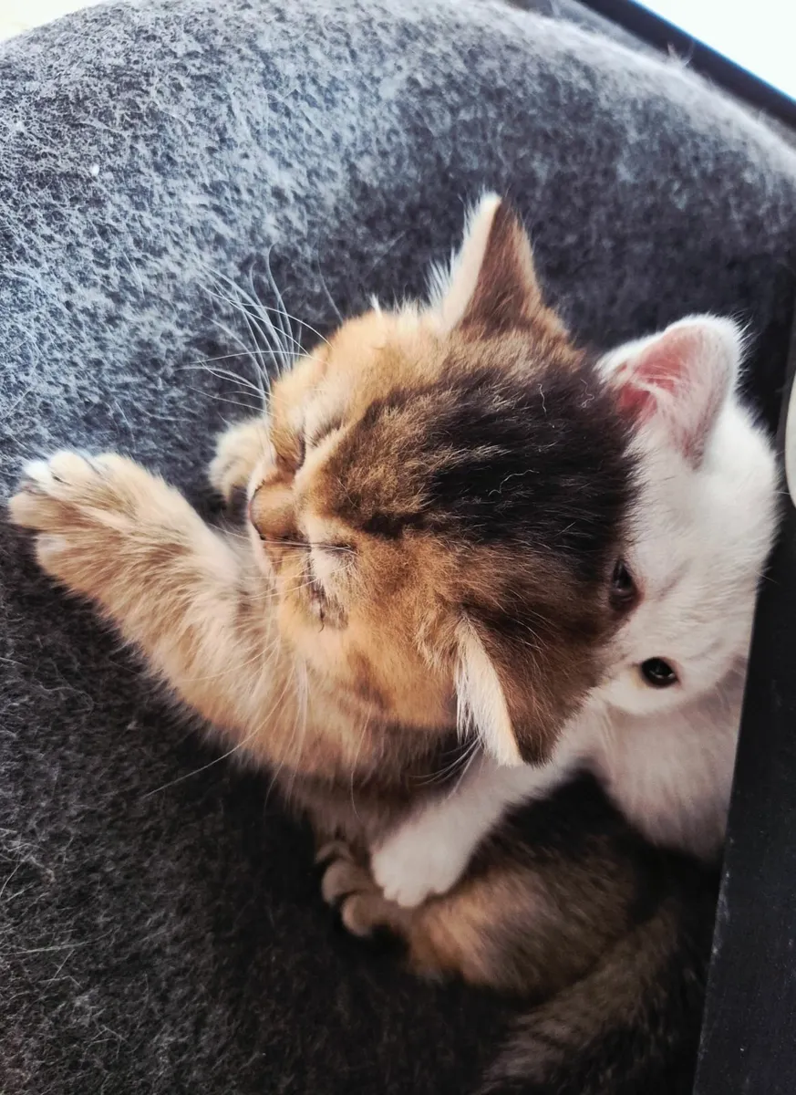 Munchkin kittens with short legs - Image 4