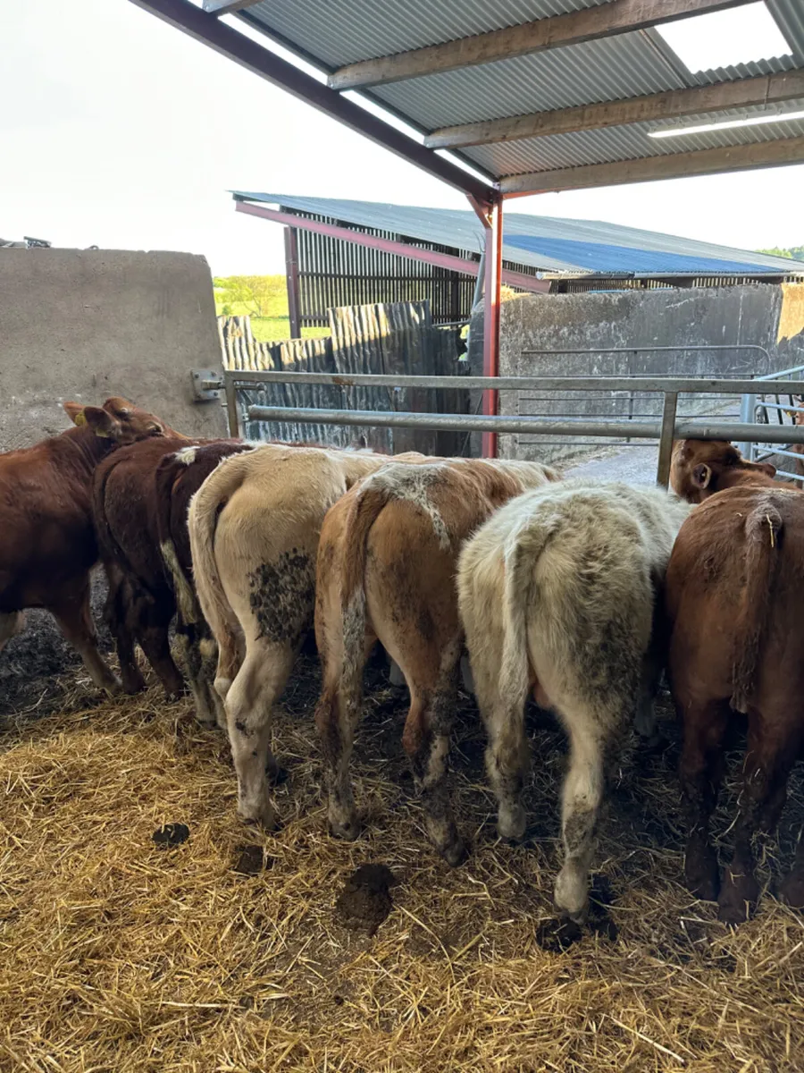 Charolais and lim bulls - Image 1