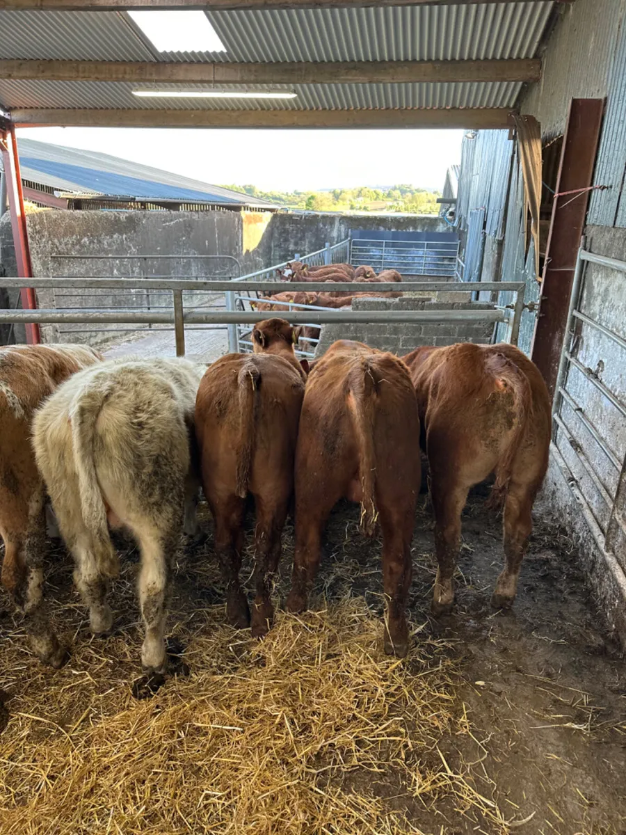 Charolais and lim bulls - Image 3
