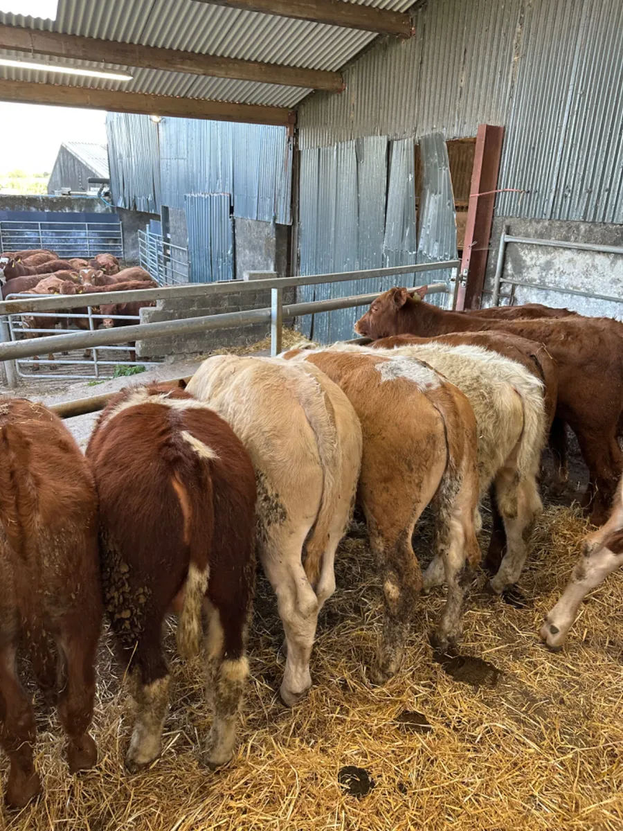 Charolais and lim bulls - Image 2