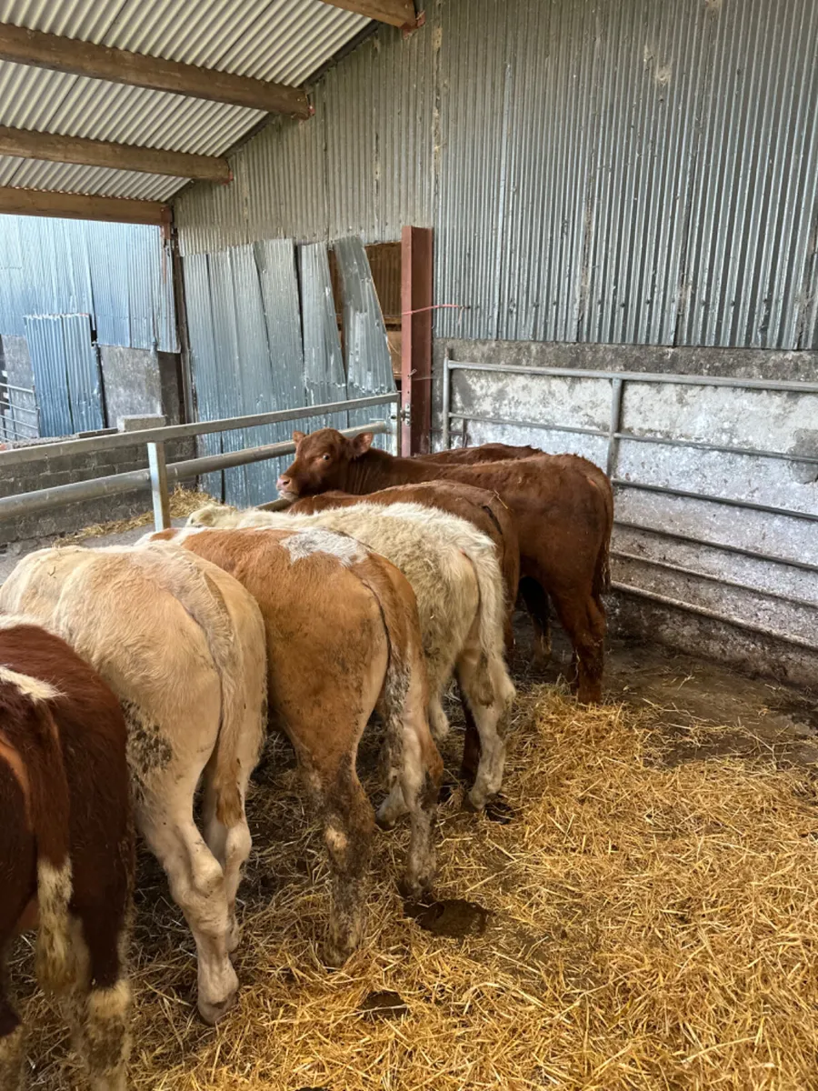 Charolais and lim bulls - Image 4