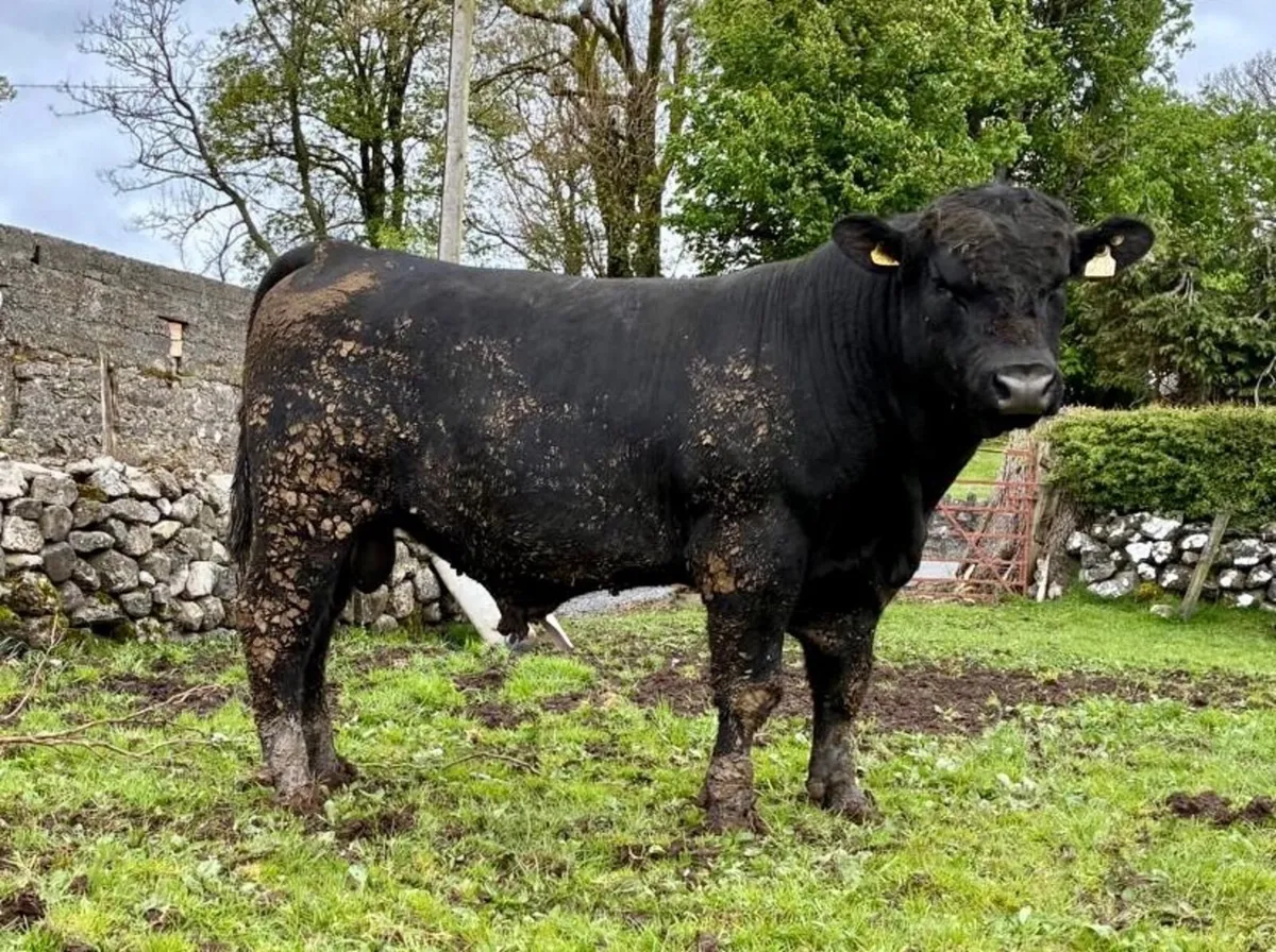 Angus - Image 1