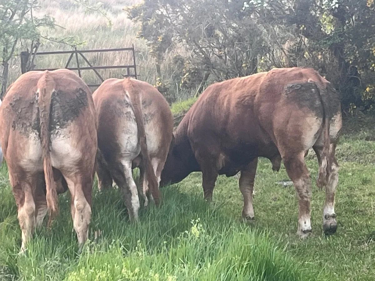 Limousin Bulls and Heifers - Image 2