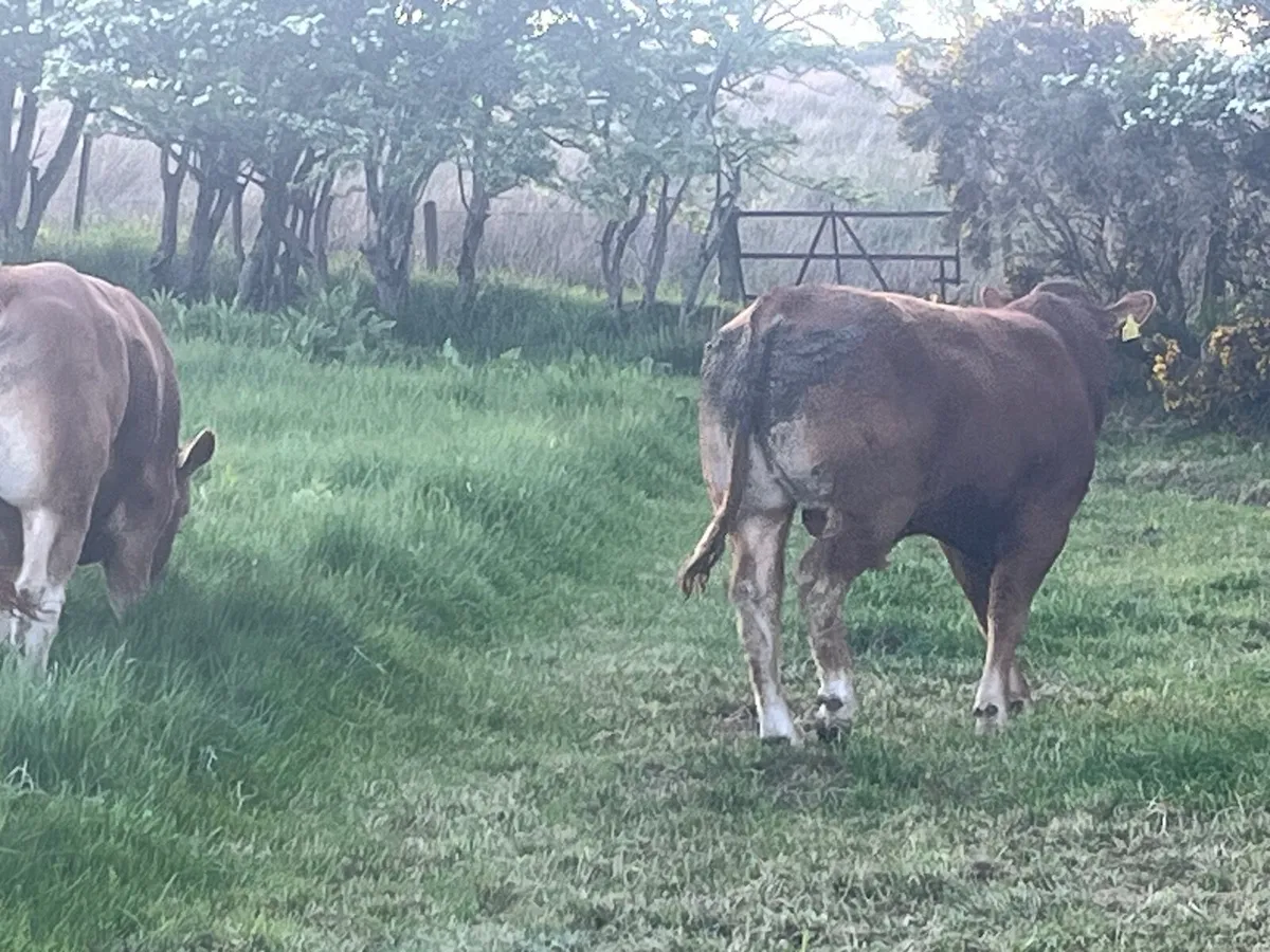 Limousin Bulls and Heifers - Image 3