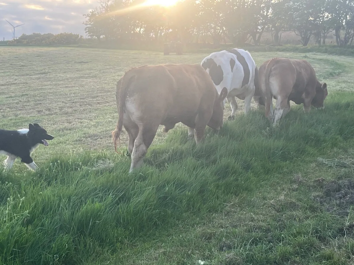 Limousin Bulls and Heifers - Image 4
