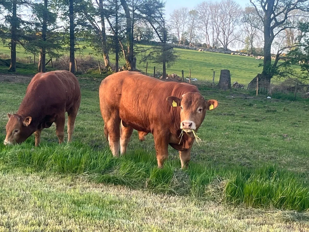 Limousin Bulls and Heifers - Image 1