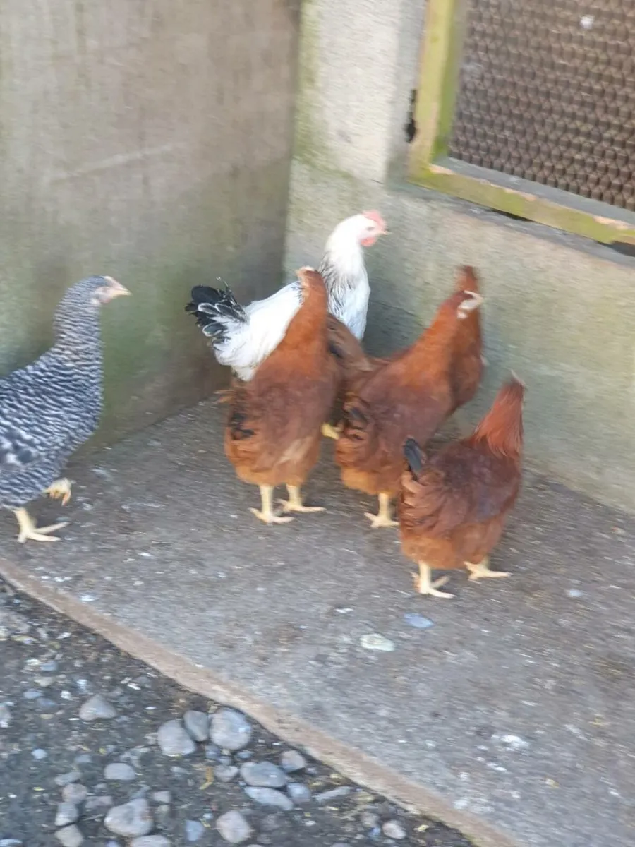 Hens, Fertile eggs, Chicks, and pullets, - Image 1