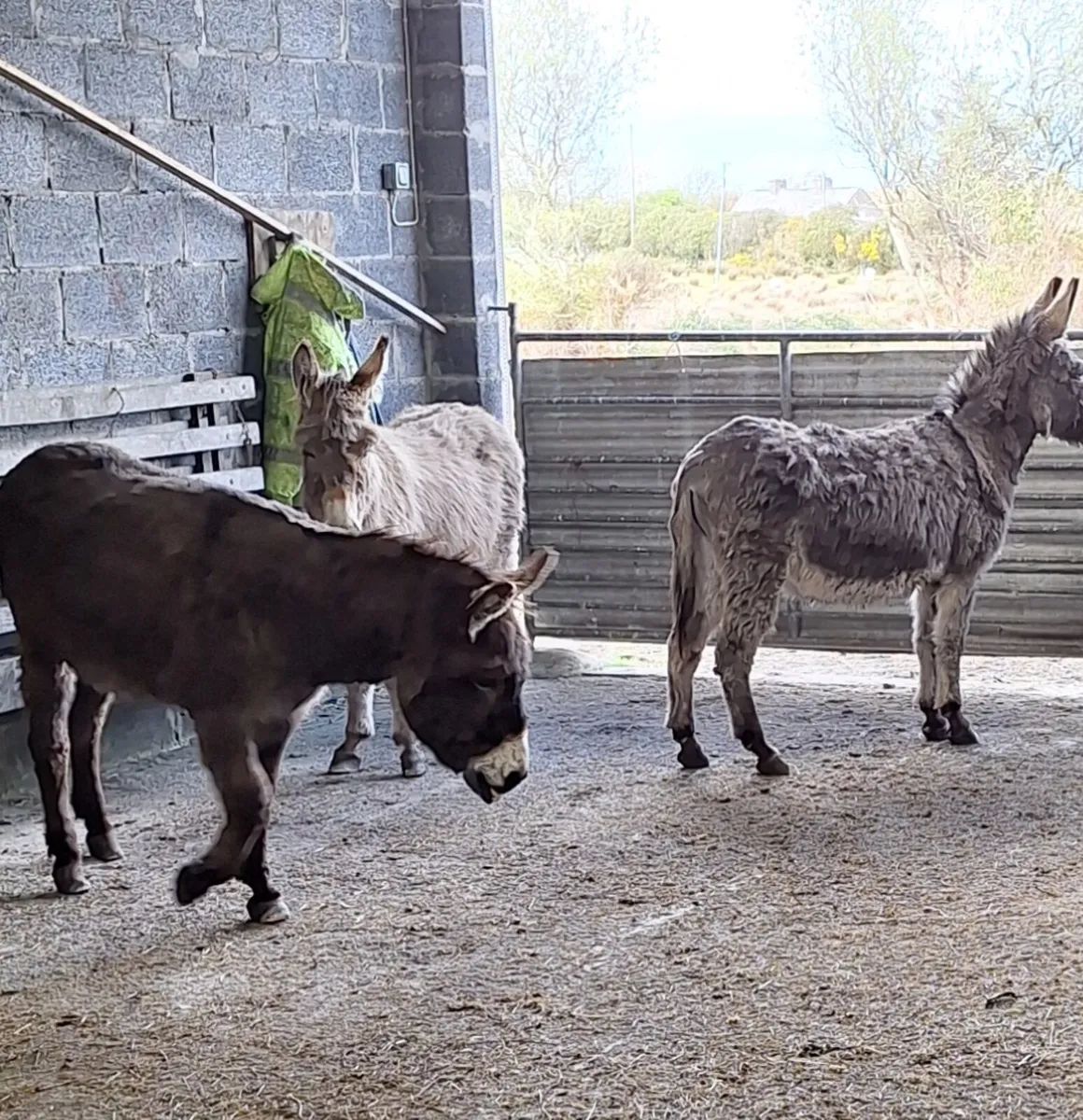 Donkeys