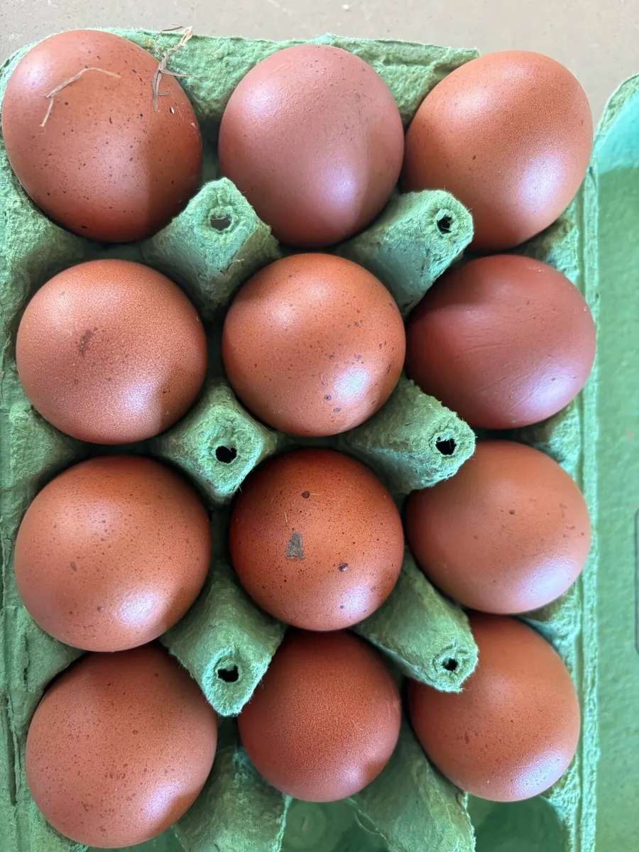 Maran Eggs