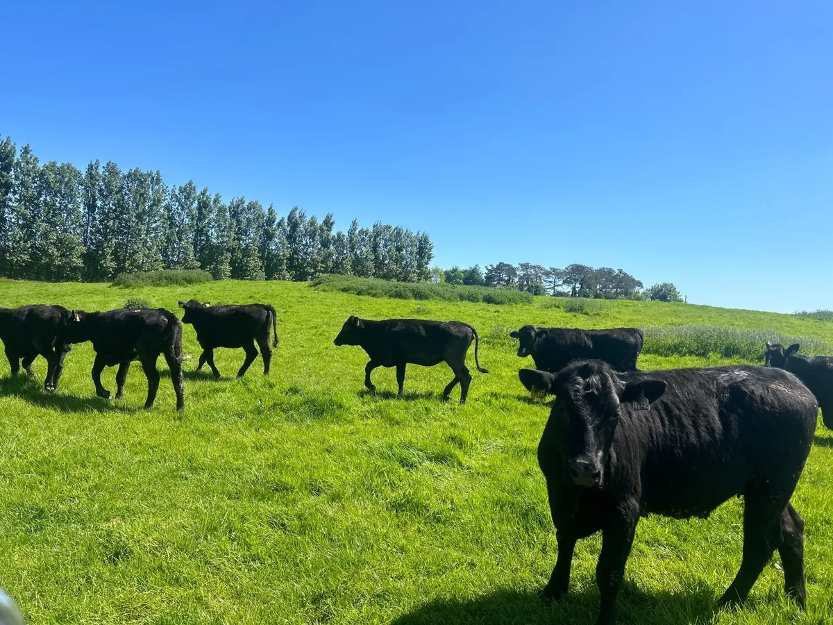 7 super  330 kg Angus yearling heifers - Image 1