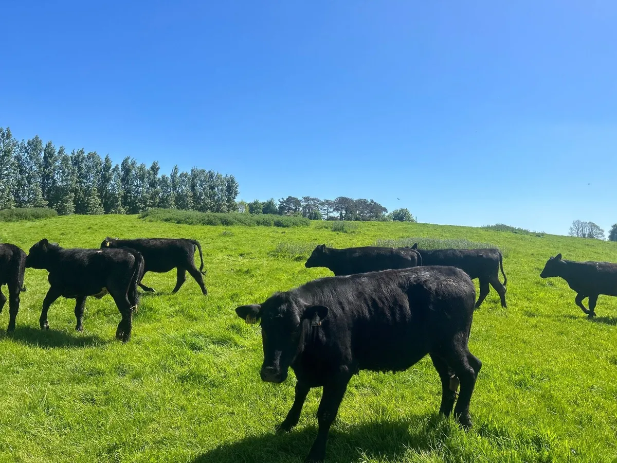 7 super  330 kg Angus yearling heifers - Image 2