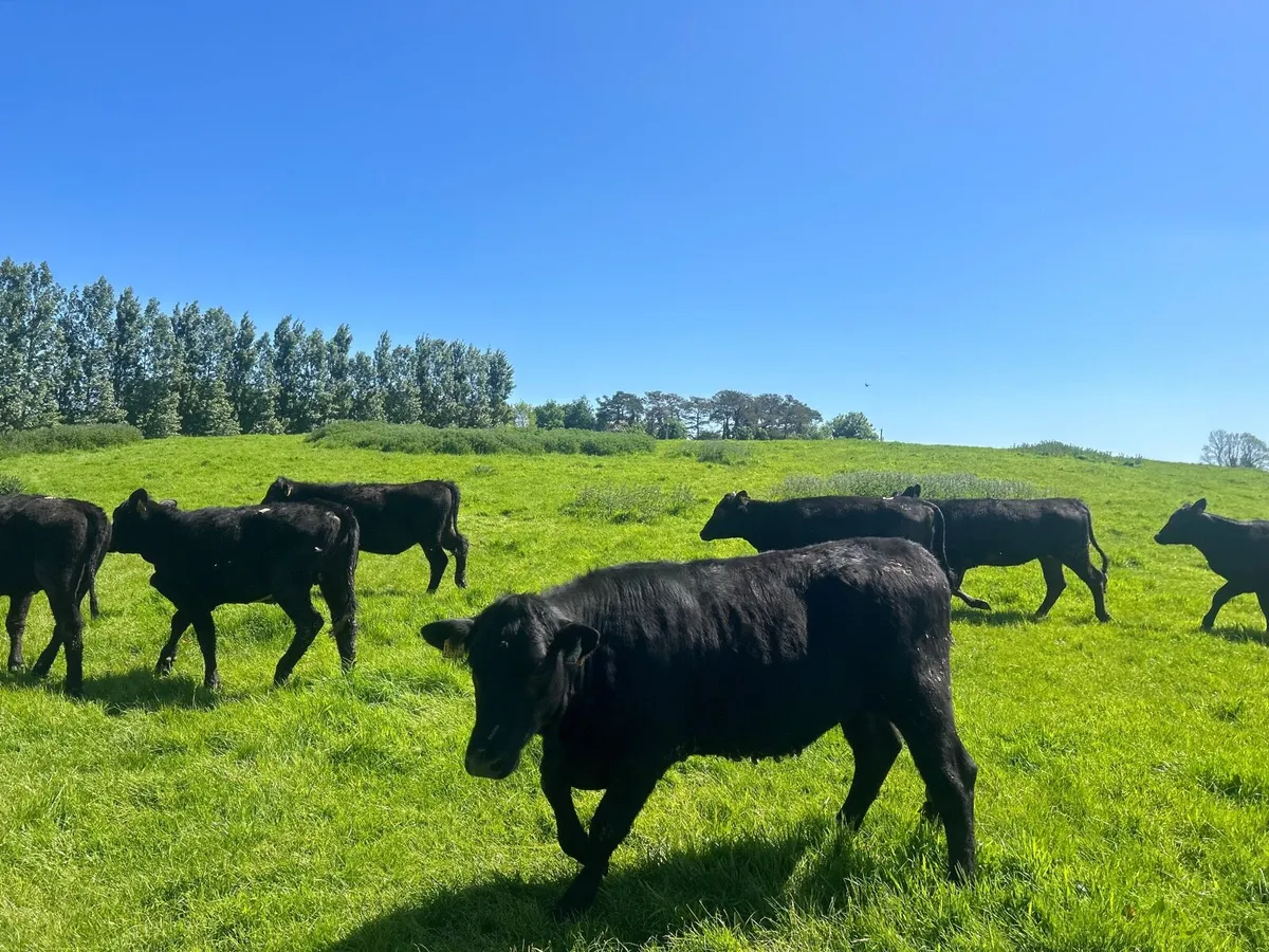 7 super  330 kg Angus yearling heifers - Image 3
