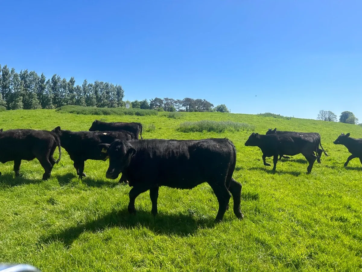 7 super  330 kg Angus yearling heifers - Image 4