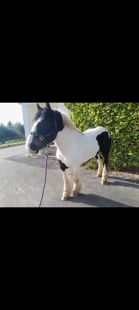 Piebald cob - Image 1