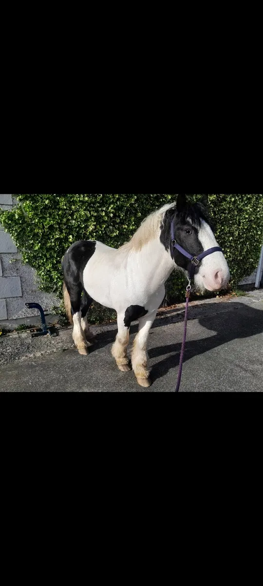 Piebald cob - Image 2