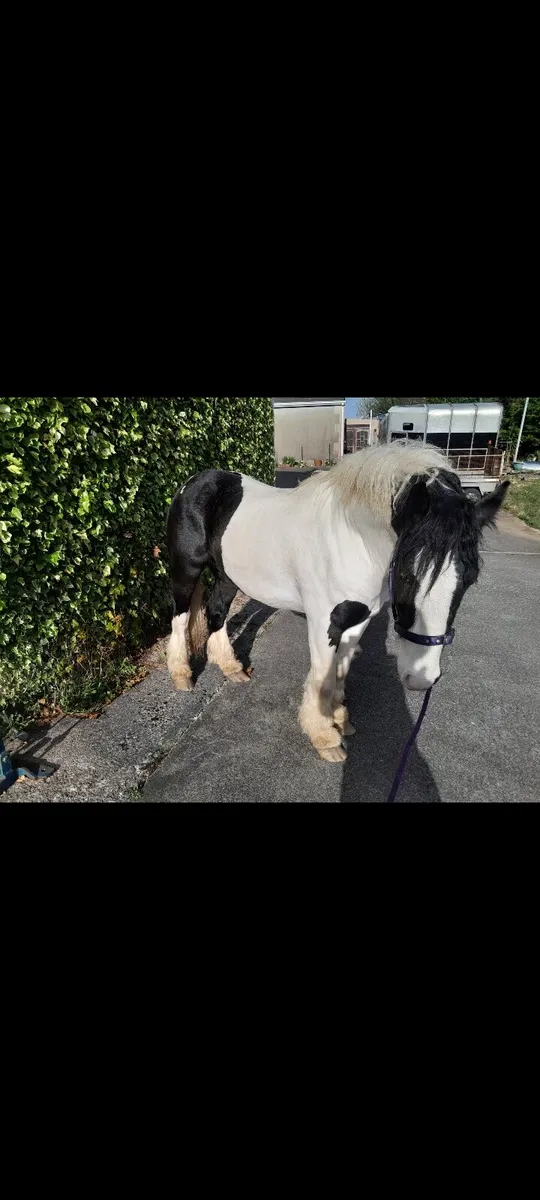 Piebald cob - Image 3