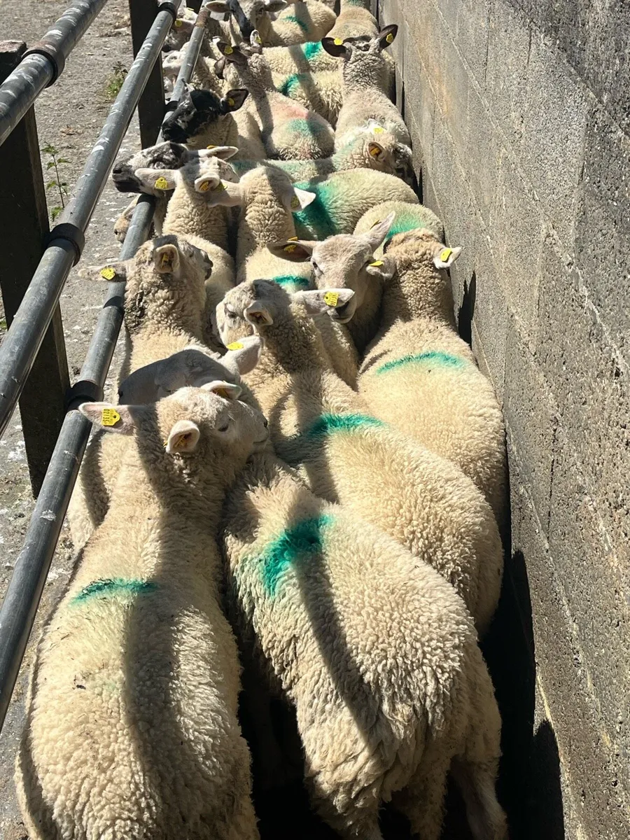 💥27 store lambs 32kg 💥 - Image 1