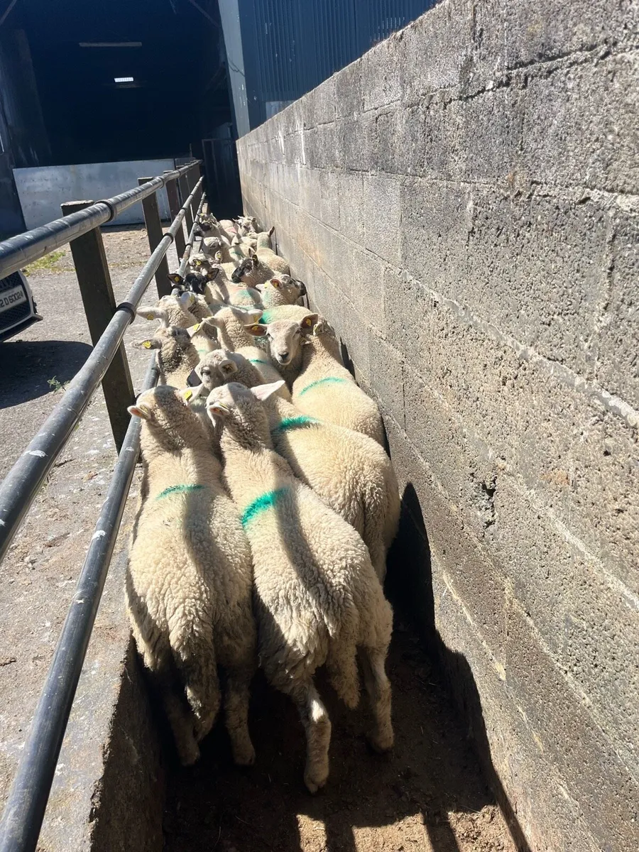 💥27 store lambs 32kg 💥 - Image 2