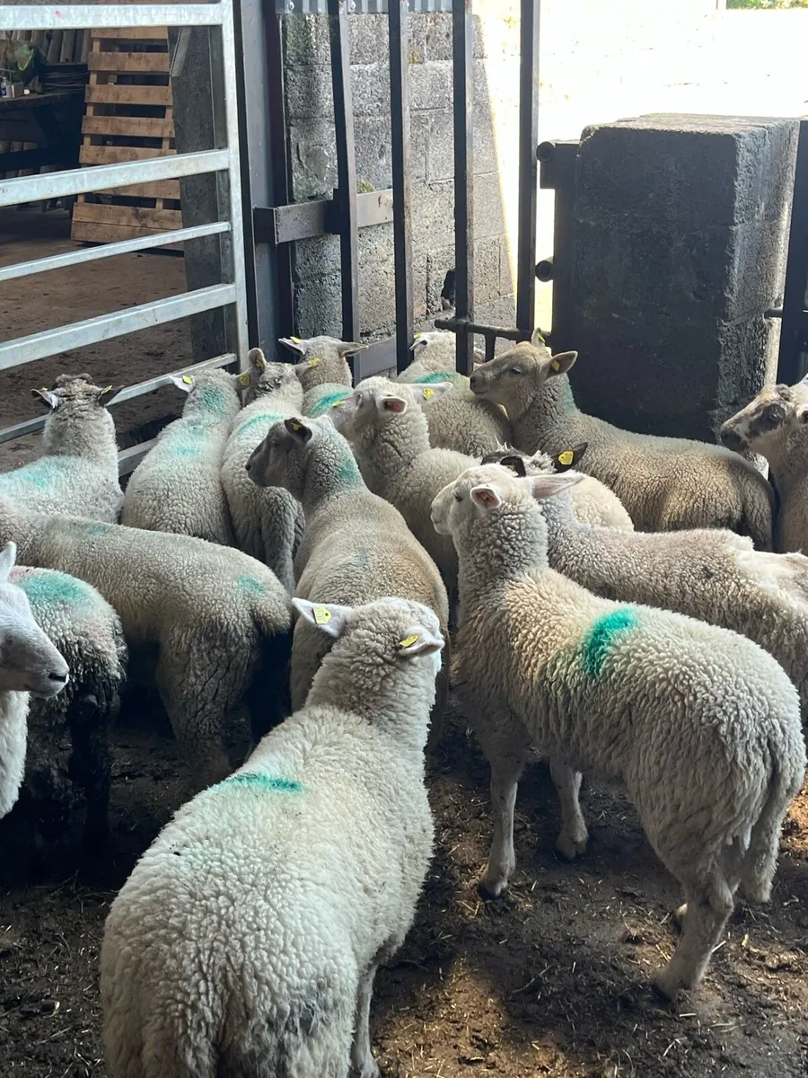 💥27 store lambs 32kg 💥 - Image 3