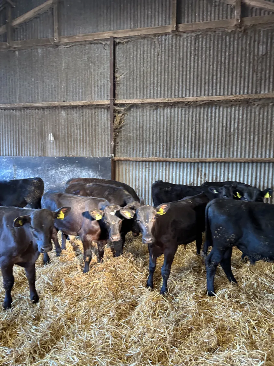 Angus bulls - Image 2