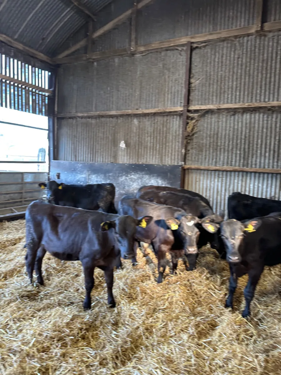 Angus bulls - Image 1