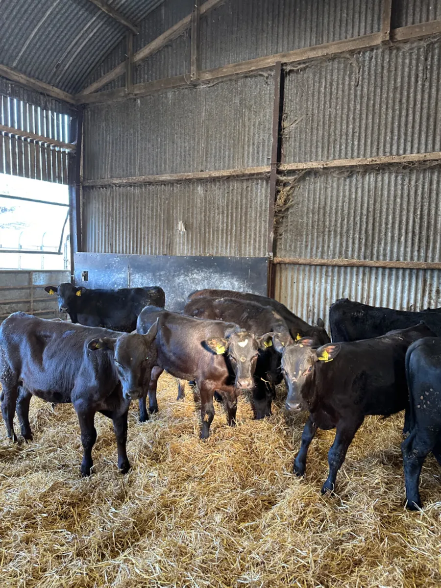 Angus bulls - Image 3