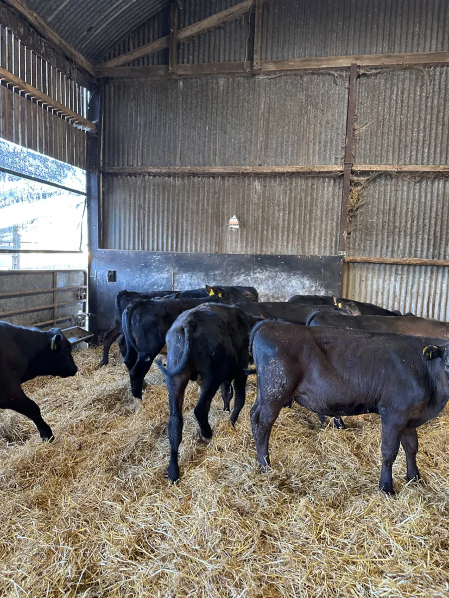 Angus bulls - Image 4