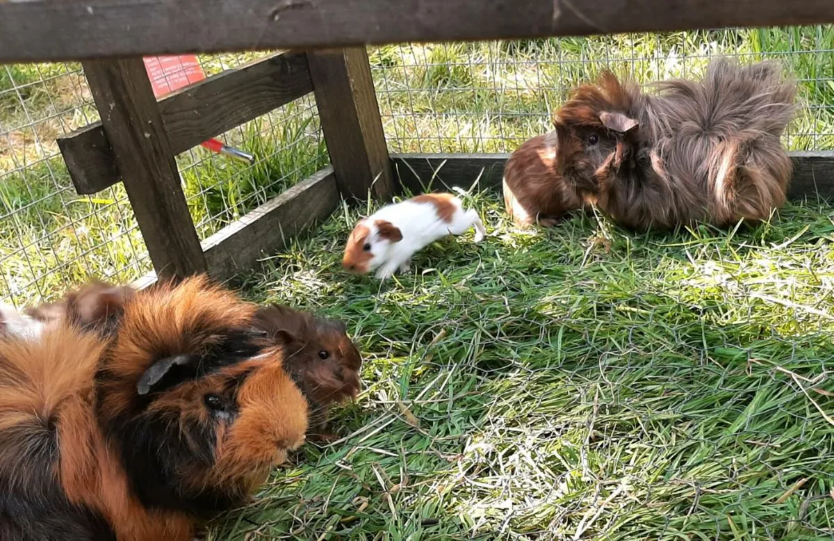Guinea pigs - Image 1