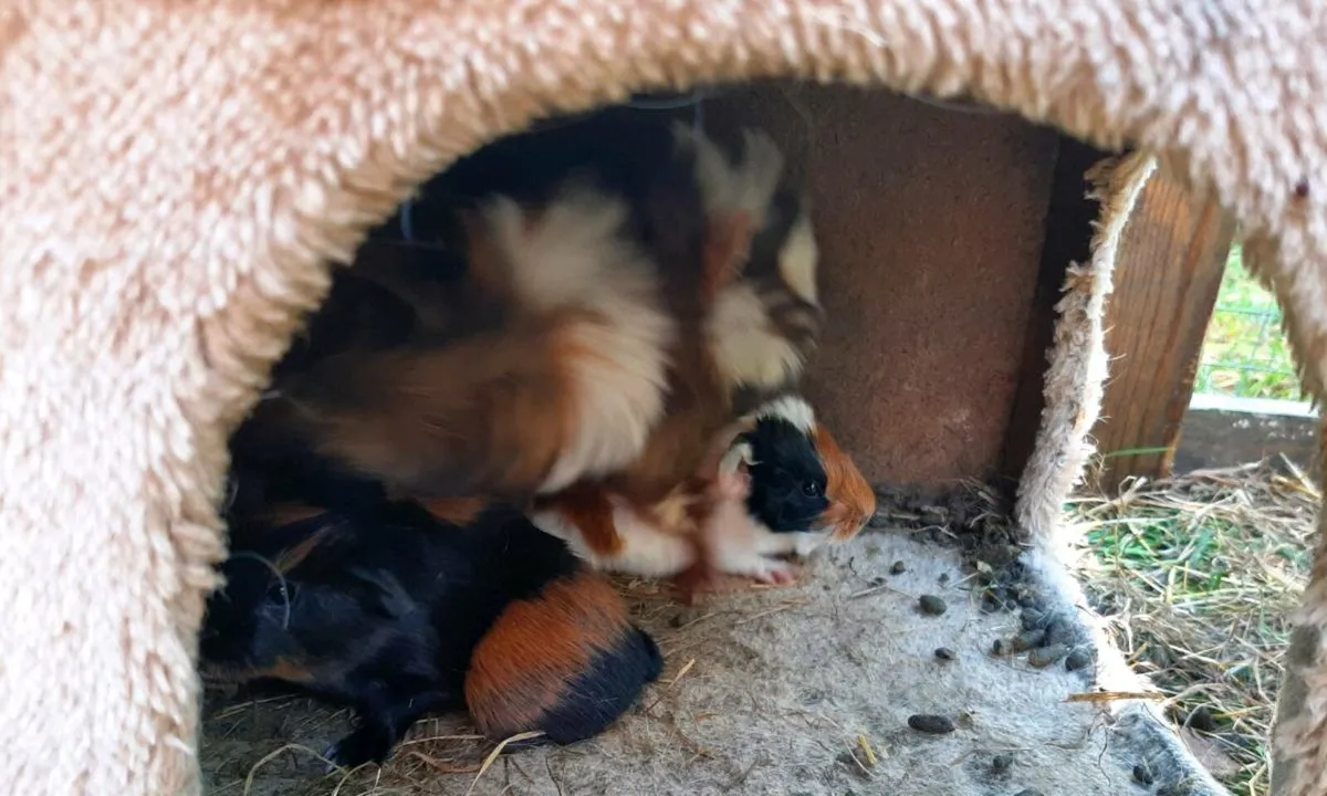 Guinea pigs - Image 2