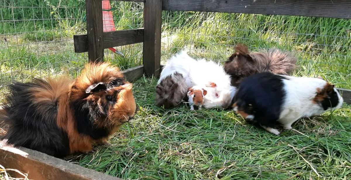 Guinea pigs - Image 3